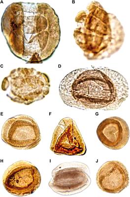 An Exceptionally Preserved Terrestrial Record of LIP Effects on Plants in the Carnian (Upper Triassic) Amber-Bearing Section of the Dolomites, Italy